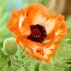 Papaver Orientale 'Flamenco' -Planticaa Sales Store 37590