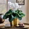 Cyclamen Halios® Pure White In Gold-toned Ceramic Cachepot -Planticaa Sales Store 37801