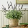 Lavender 'Goodwin Creek Grey' In Seagrass Basket 1 Lavender 'Goodwin Creek Grey' In Seagrass Basket -Planticaa Sales Store 37806