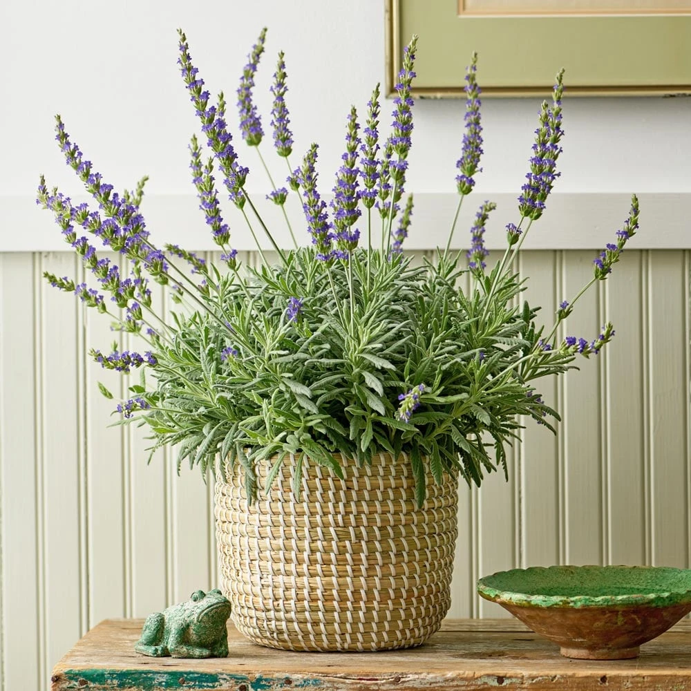 Lavender 'Goodwin Creek Grey' In Seagrass Basket 3 Lavender 'Goodwin Creek Grey' In Seagrass Basket
