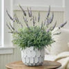 Lavender 'Goodwin Creek Grey' In White-washed Ceramic Cachepot -Planticaa Sales Store 37808