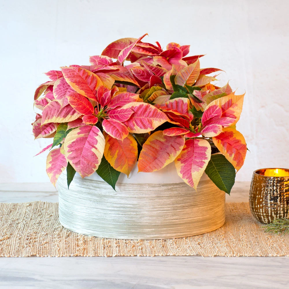 Marble Poinsettia Dish Garden Kit 3 Marble Poinsettia Dish Garden Kit