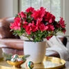 Red Azalea In White Ceramic Cachepot -Planticaa Sales Store 37813