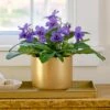 Cape Primrose 'Blueberry' In Gold-toned Ceramic Cachepot -Planticaa Sales Store 37815