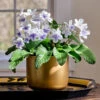 Cape Primrose 'White Ice' In Gold-toned Ceramic Cachepot 1 Cape Primrose 'White Ice' In Gold-toned Ceramic Cachepot -Planticaa Sales Store 37816