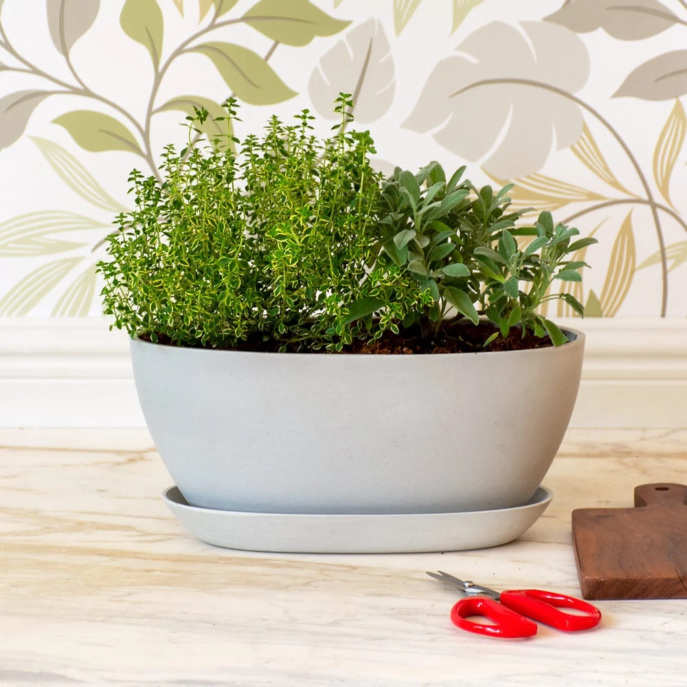 Herbal Essentials Dish Garden Kit 3 Herbal Essentials Dish Garden Kit