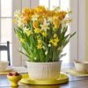 Lemon Twist Bulb Collection In Large White Nantucket Basket -Planticaa Sales Store 38357