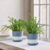 Lemon Button Fern Duo In Blue Clay Pots And Saucers 1 Lemon Button Fern Duo In Blue Clay Pots And Saucers -Planticaa Sales Store 38406