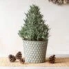 Lavender Tree In Honeycomb Metal Cachepot 2 Lavender Tree In Honeycomb Metal Cachepot -Planticaa Sales Store 38478