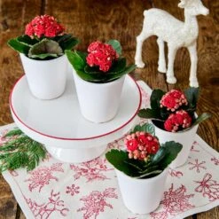 Red Kalanchoe Quartet In White Ceramic Cachepots