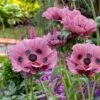Papaver Orientale 'Little Patty's Plum'