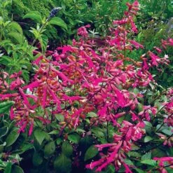 Salvia 'Wendy's Wish' 8 Salvia 'Wendy's Wish' -Planticaa Sales Store x600 10007