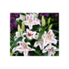 Lilium 'Spectator' -Planticaa Sales Store x600 10120