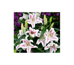 Lilium 'Spectator'