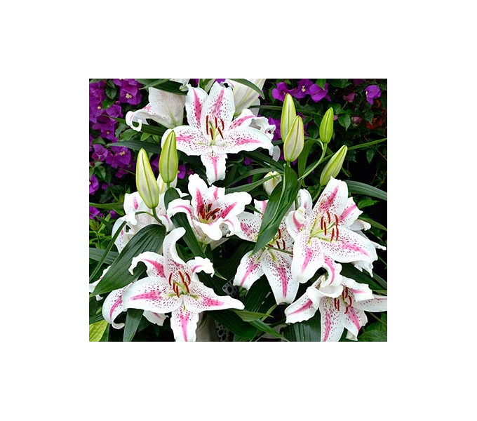 Lilium 'Spectator' 3 Lilium 'Spectator'
