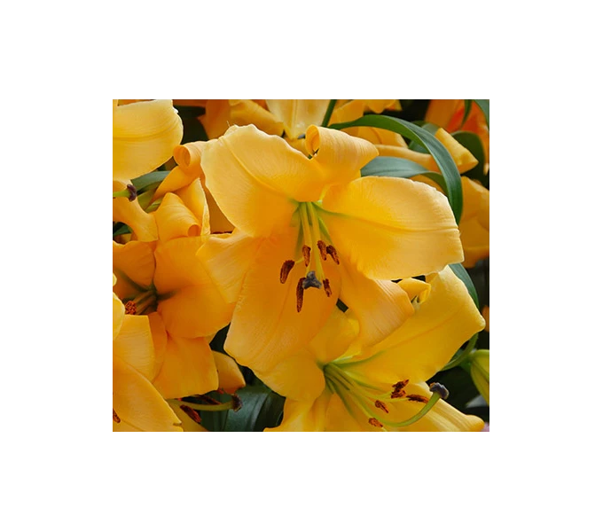 Lilium 'Saltarello' 3 Lilium 'Saltarello'