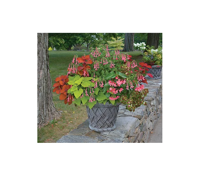 Hummingbird Annual Collection 4 Hummingbird Annual Collection - Image 2