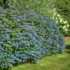 Hydrangea Serrata 'Blue Billow' -Planticaa Sales Store x600 10305