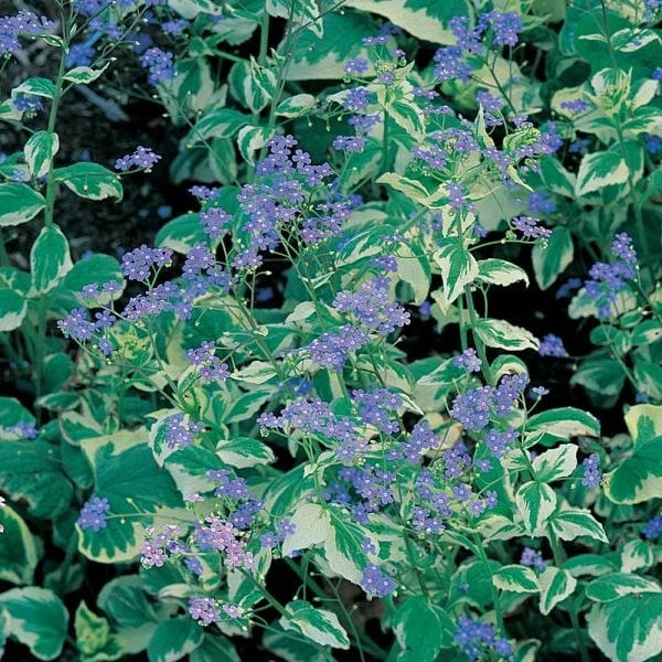 Brunnera Macrophylla 'Variegata' 4 Brunnera Macrophylla 'Variegata' - Image 2