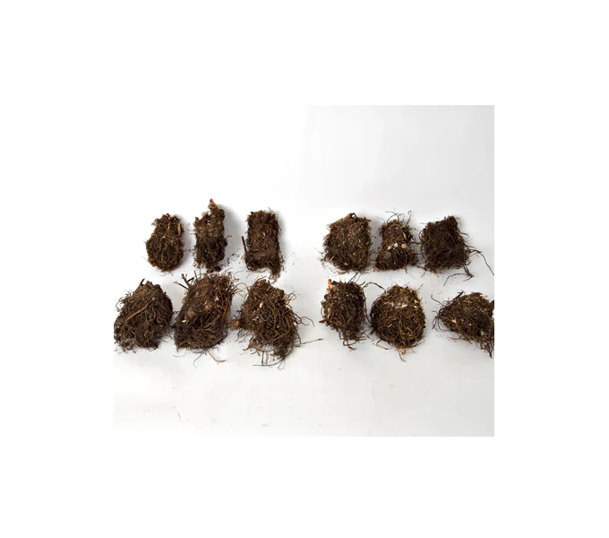 Cornerstone Astilbe Collection 3 Cornerstone Astilbe Collection