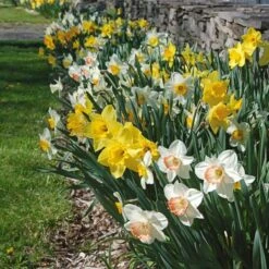 Collaboration For Sun For The South - Daffodils & Daylilies 7 Collaboration For Sun For The South - Daffodils & Daylilies -Planticaa Sales Store x600 10713 1