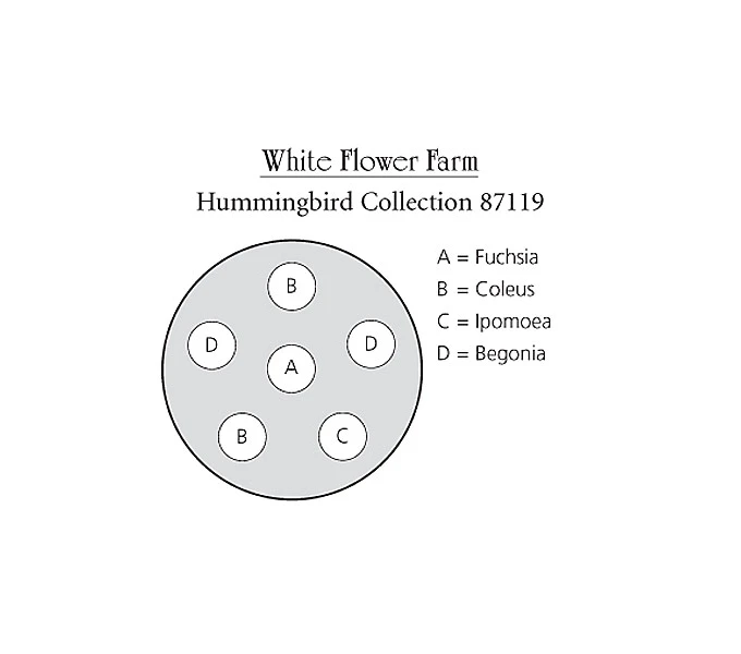 Hummingbird Annual Collection 3 Hummingbird Annual Collection