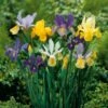 Dutch Iris Mix -Planticaa Sales Store x600 10954