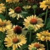 Echinacea Prairie Pillars™ 'Aloha' 1 Echinacea Prairie Pillars™ 'Aloha' -Planticaa Sales Store x600 11046