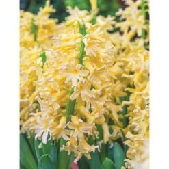 Hyacinthus Orientalis 'Yellowstone' -Planticaa Sales Store x600 11107