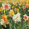 A Golden Legacy Narcissus Mix