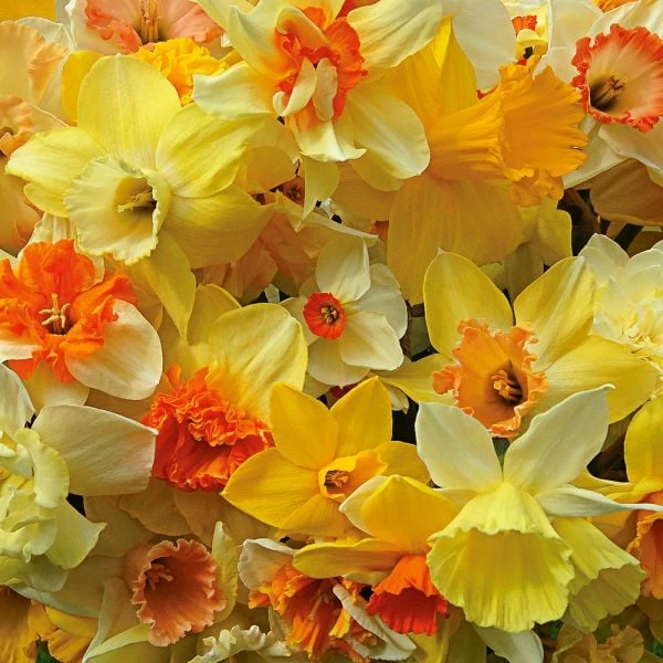 A Golden Legacy Narcissus Mix 4 A Golden Legacy Narcissus Mix - Image 2