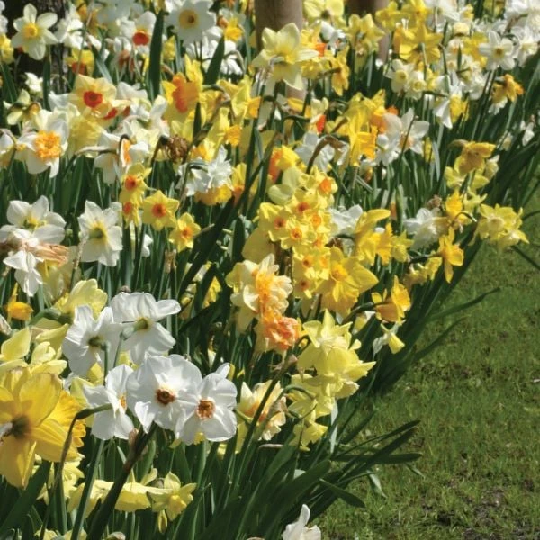 A Golden Legacy Narcissus Mix 5 A Golden Legacy Narcissus Mix - Image 3