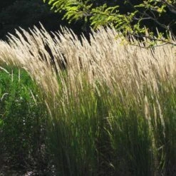 Ornamental Grass: Calamagrostis X Acutiflora 'Karl Foerster'