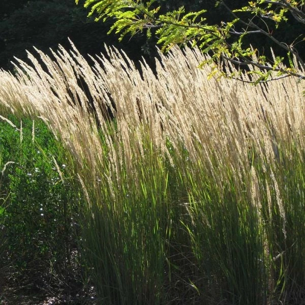 Ornamental Grass: Calamagrostis X Acutiflora 'Karl Foerster' 3 Ornamental Grass: Calamagrostis X Acutiflora 'Karl Foerster'