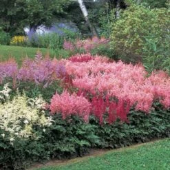 Cornerstone Astilbe Collection 10 Cornerstone Astilbe Collection -Planticaa Sales Store x600 11201