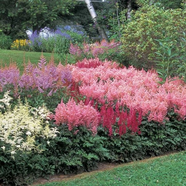 Cornerstone Astilbe Collection 6 Cornerstone Astilbe Collection - Image 4