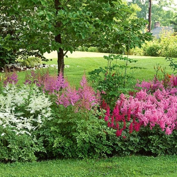 Cornerstone Astilbe Collection 7 Cornerstone Astilbe Collection - Image 5