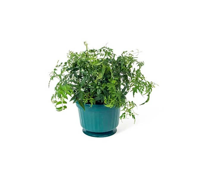 Jasmine In A Hanging Pot 5 Jasmine In A Hanging Pot - Image 3