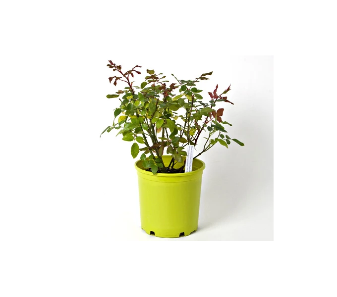 Rose 'The Fairy' 3 Rose 'The Fairy'