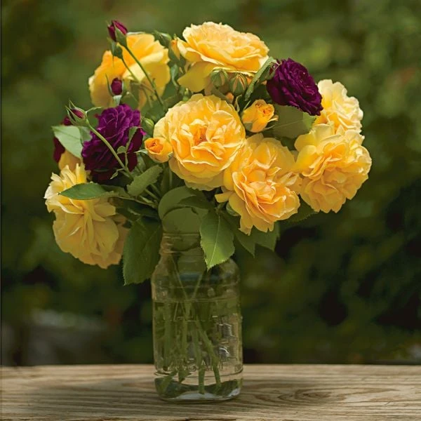 Rose Julia Child™ 4 Rose Julia Child™ - Image 2