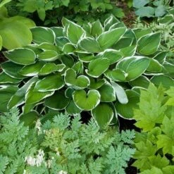 Emerald Isle Hosta Collection -Planticaa Sales Store x600 11396
