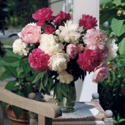 Old-Time Peony Collection -Planticaa Sales Store x600 11404