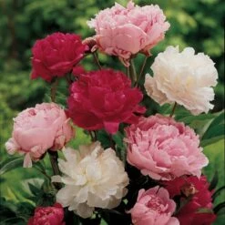 Old-Time Peony Collection -Planticaa Sales Store x600 11407