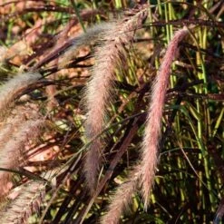 Season's Farewell Collection 14 Season's Farewell Collection -Planticaa Sales Store x600 11445