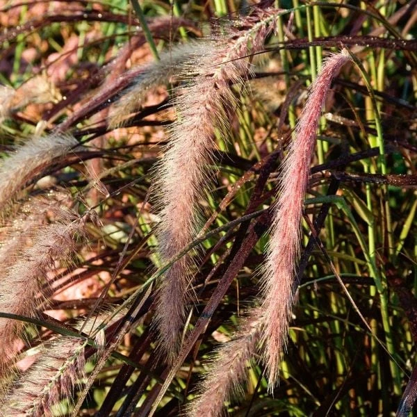 Season's Farewell Collection 8 Season's Farewell Collection - Image 6