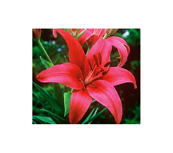 Bold Colors Asiatic Lily Mix 4 Bold Colors Asiatic Lily Mix - Image 2