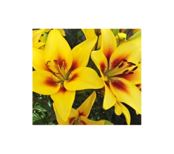 Bold Colors Asiatic Lily Mix 15 Bold Colors Asiatic Lily Mix -Planticaa Sales Store x600 11468