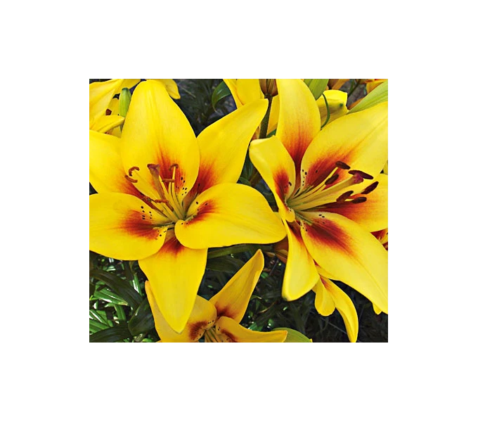 Bold Colors Asiatic Lily Mix 5 Bold Colors Asiatic Lily Mix - Image 3