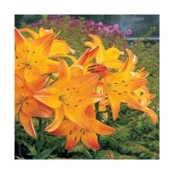 Bold Colors Asiatic Lily Mix 16 Bold Colors Asiatic Lily Mix -Planticaa Sales Store x600 11470