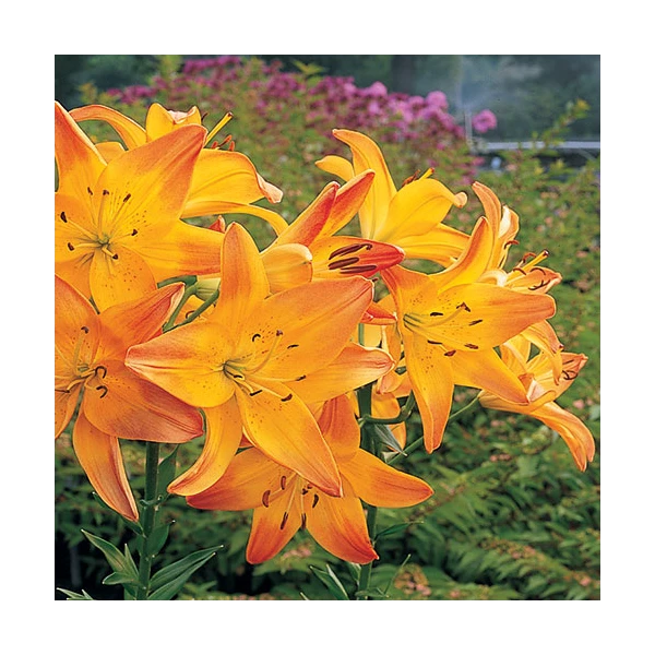 Bold Colors Asiatic Lily Mix 6 Bold Colors Asiatic Lily Mix - Image 4
